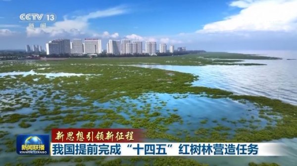 配资炒股配资开户 【新思想引领新征程】我国提前完成“十四五”红树林营造任务